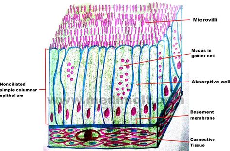Simple Columnar Epithelium Labeled