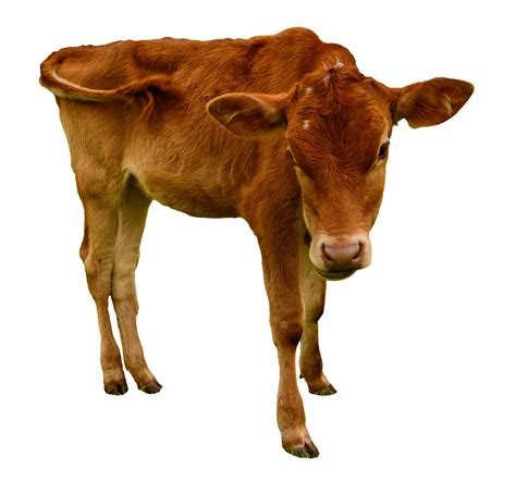 Image result for Cow Using Shapes On Python Turtle