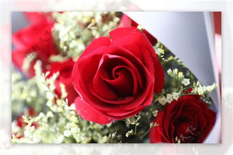 爱情玫瑰图片素材-编号29408871-图行天下