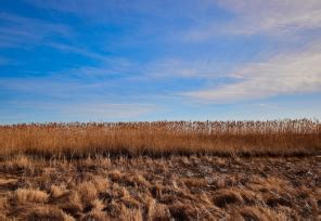 DNREC Digital Newsletter- November 2024