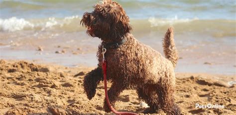 Image result for Dogs 101 Cockapoo