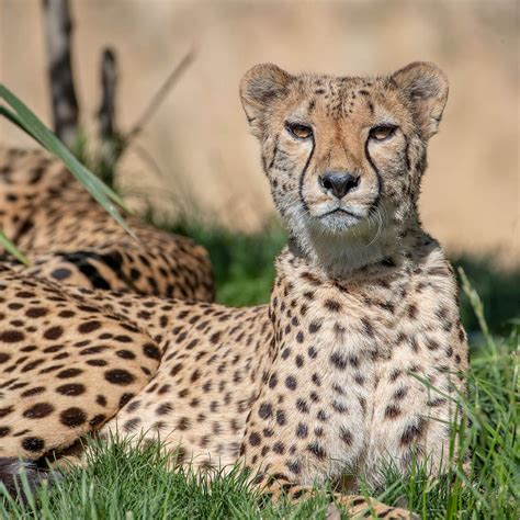 https://cdn-images.zoobeauval.com/jo2AYDItujXPvoC3ZmViAruV0Ss%3D/1460x1460/https%3A//s3.eu-west-3.amazonaws.com/images.zoobeauval.com/2020/06/sticker-4-5ef0680620479.jpg