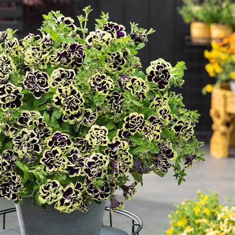 Petunia Mystical Midnight Gold - JParkers