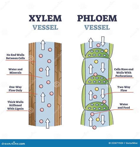 Xylem and Phloem Water and Minerals Transportation System Outline Diagram Stock Vector ...
