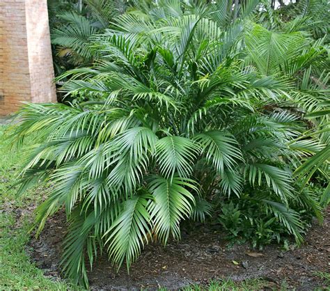 Bring Tropical Flair to Your Garden with Bamboo Palm