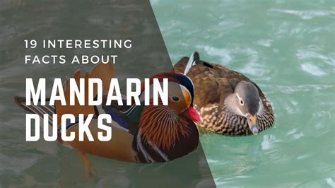 19 Interesting Facts About Mandarin Ducks — PetGratitude