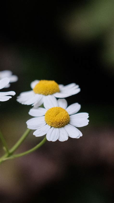 Yellow White Daisies Flowers Petals Pollen Dark Background 4K HD ...