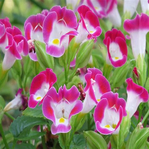 Torenia Pink- SEASONALS– Exotic Flora