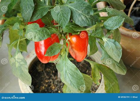 Red Chili Bell Pepper Plant Stock Image - Image of farm, pepper: 6936191