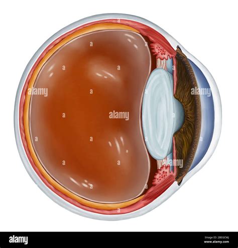 Eye cross section illustration hi-res stock photography and images - Alamy