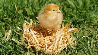 Image result for Chicken Nest