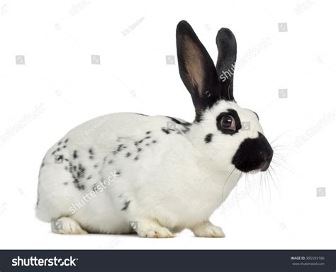 English Spot Bunny