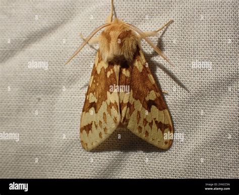 Spotted Tussock Moth (Lophocampa maculata Stock Photo - Alamy