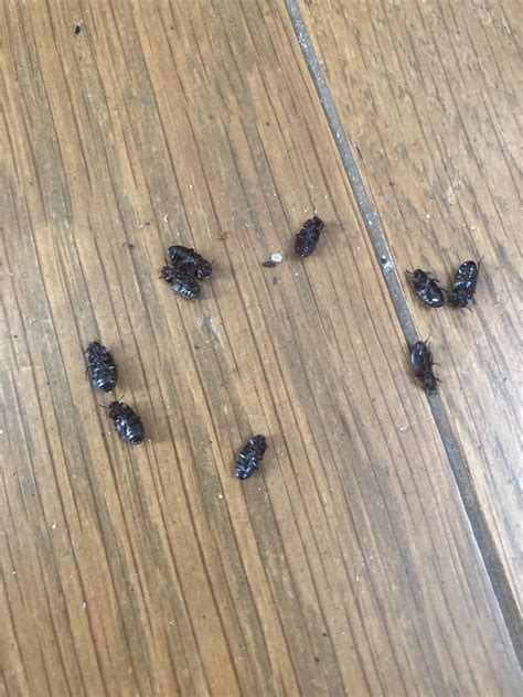 Kagoshima, Japan. 5-10 Small black bugs lying face up on my floor every ...