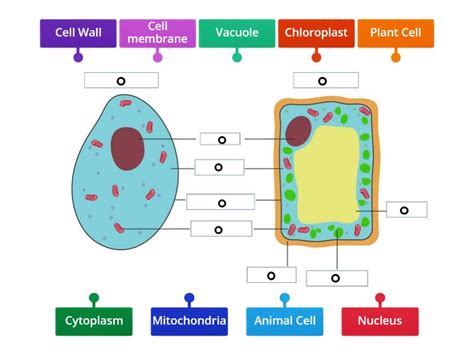Cell Structure Labeled 的图像结果