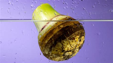 Does Taro Have Caffeine Content - Boba Milk Tea Facts - My Daily Bread ...