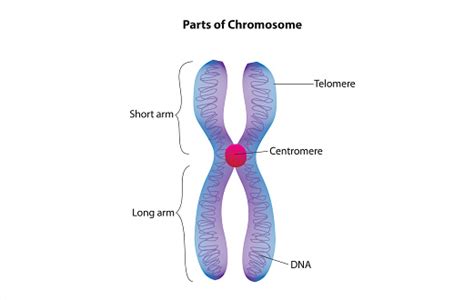 Image result for Chromosome Microarray Test