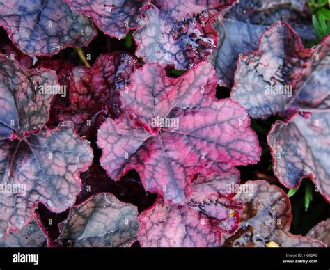 Purple coral bells, alumroot - Heuchera 'Magnum' Stock Photo - Alamy