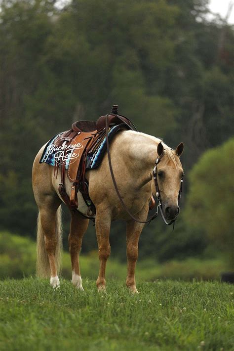 Meet Badge, an Outstanding Individual |6 Yr |14.2 Hands | Palomino Roan