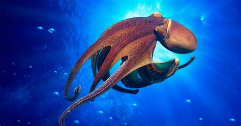 Image result for Alien Octopus Theory