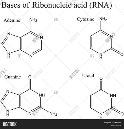RNA Formula 的图像结果