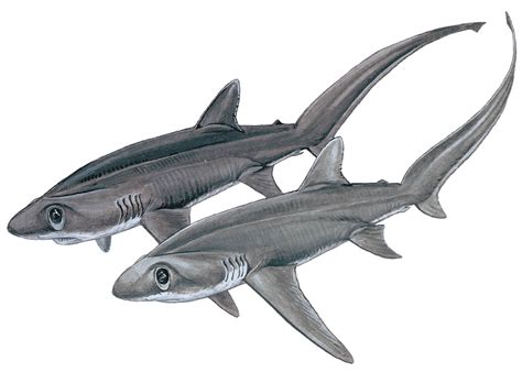 Bigeye thresher shark - Alopias superciliosus — Shark Research Institute