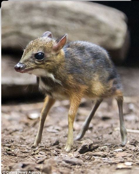 Java Animals 的图像结果