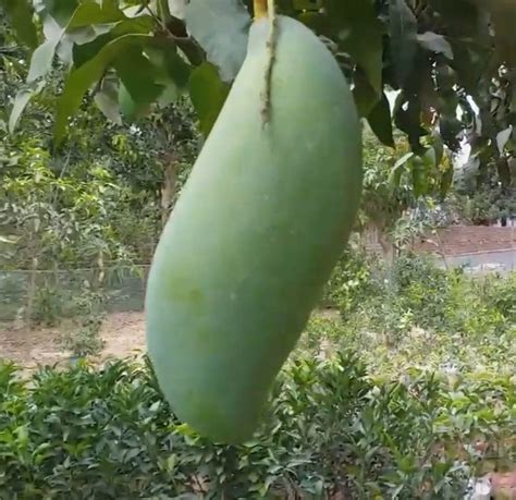 Nectar Garden Brunei King Mango Plant-Grafted Variant Mango Plant ...