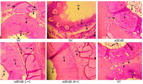 Phytochemical Profile, Free Radical Scavenging and Anti-Inflammatory ...
