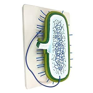 Buy Enakshi (LABEL) Specimen Making Germ Biological Laboratory ...