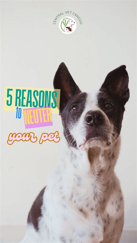Canggu Vet Clinic - Trusted Care for Your Pets (@centralvetcanggu) • Instagram photos and videos