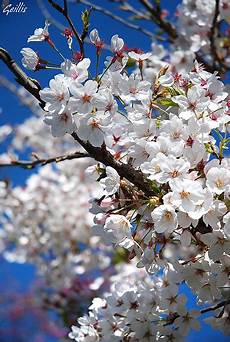 significato fiore di ciliegio fiori giapponesi immagini significato fiore di ciliegio fiori giapponesi immagini