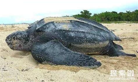 世界上最大的海龟：巨型棱皮龟，体长2.5米的深海大乌龟 - 探索啦