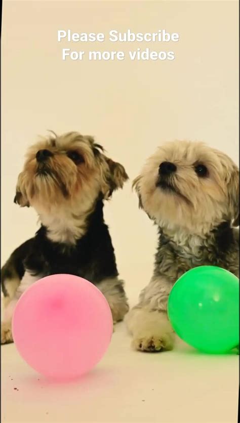 cute and funny dogs videos - One News Page VIDEO