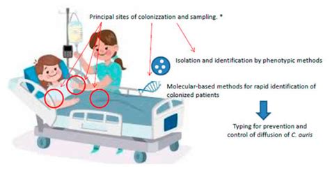 Candida auris: An Overview of How to Screen, Detect, Test and Control ...