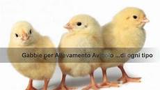gabbie polli come trovare gabbie per polli galline ovaiole e pulcini gabbie polli come trovare gabbie per polli galline ovaiole e pulcini