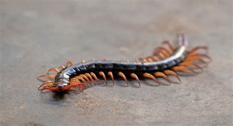 Texas Creepy Critters - BACKYARD BROTHERS