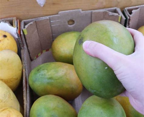 Easy Ways Ripen Green Mangoes At Home In Hindi | easy ways ripen green ...