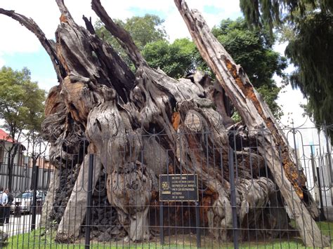 Árbol de la Noche Triste de Tacuba » Arte y Cultura
