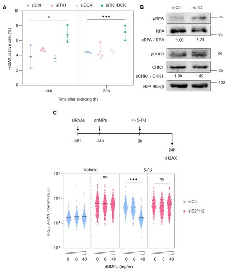 Targeting E2F Sensitizes Prostate Cancer Cells to Drug-Induced ...