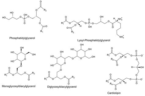 The Cell Wall, Cell Membrane and Virulence Factors of Staphylococcus ...