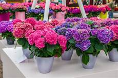 come coltivare fiori come coltivare ortensia non sprecare come coltivare fiori come coltivare ortensia non sprecare