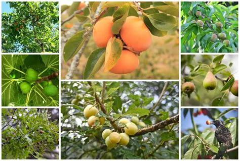 Image result for Fruit Tree Varieties