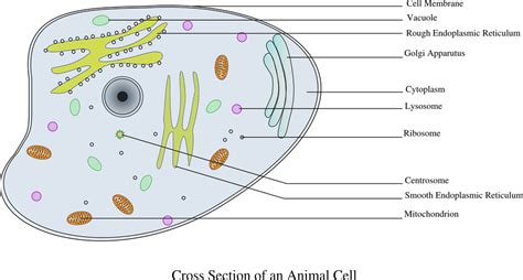 Image result for Cell Model Project