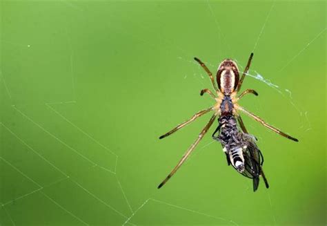 Explanation of the poem"The Spider and the Fly" — lesson. English ...