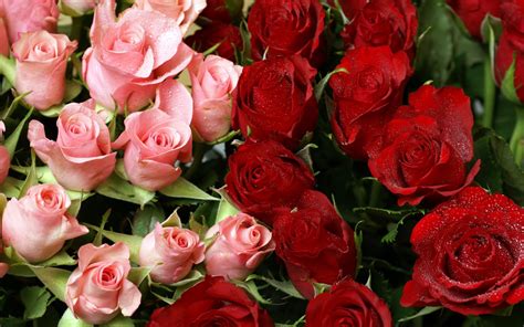 Pink & Red Roses Bouquet Wallpapers | HD Wallpapers | ID #8552