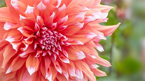 Close-up of Dahlia 'Holland Festival' flower, Sway, Lymington ...