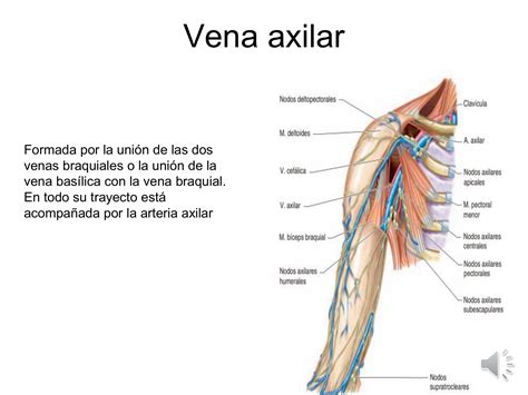 Anatomía De La Vena Braquial Anatomía Vascular: Arterias Y Venas