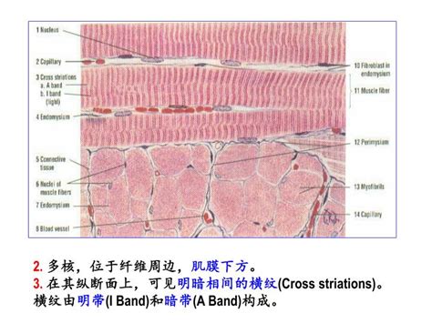 心肌细胞的结构心肌细胞的结构特点2022已更新今日更新