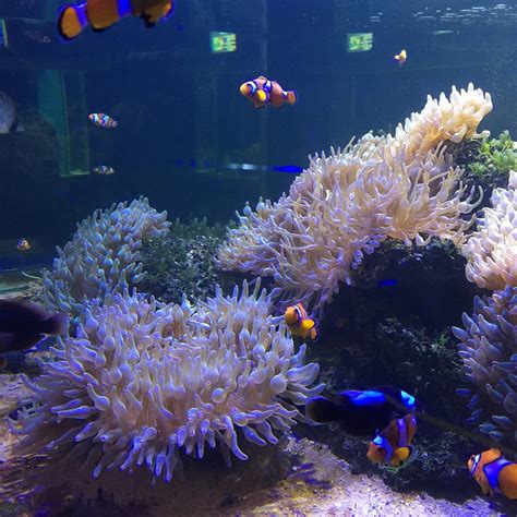 BANGSAEN INSTITUTE OF MARINE SCIENCE, BURAPHA UNIVERSITY - All You Need ...